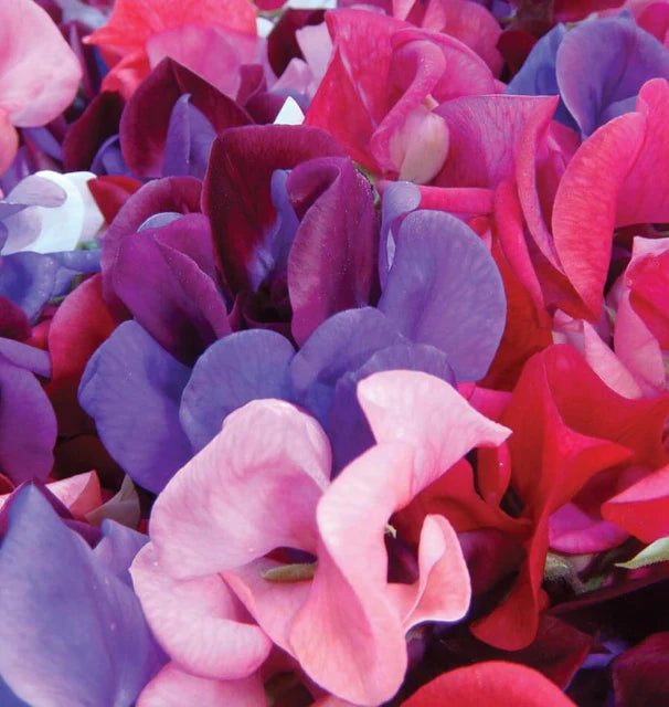 Sweet Peas - Mammoth Blend