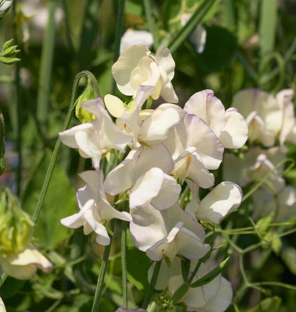 Sweet Peas - High Scent