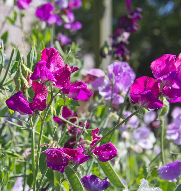 Sweet Peas - Bijou Blend