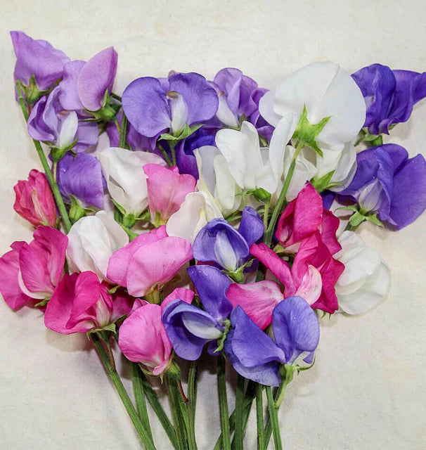 Sweet Peas - Early Multiflora Mix