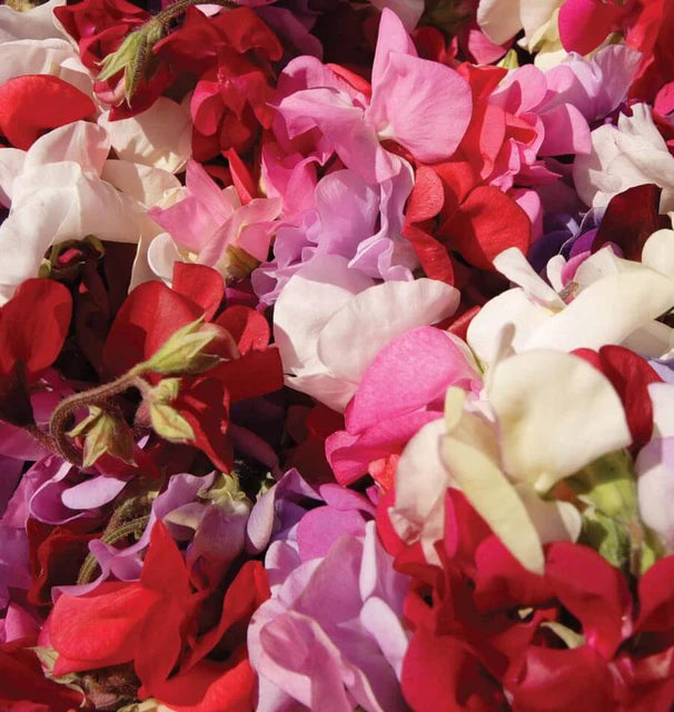 Sweet Peas - Supersnoop