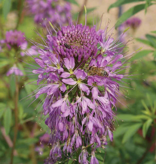 Cleome - Rocky Mountain Bee Plant
