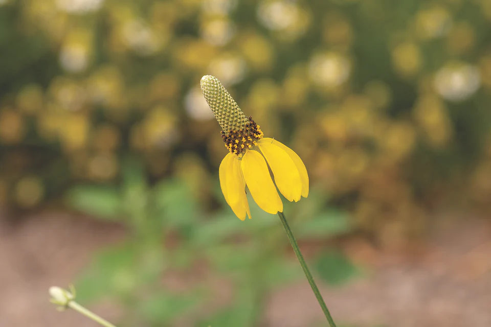 Ratibida - 'Prairie Coneflower'