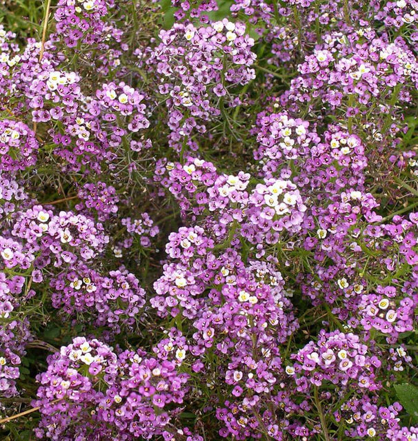 Alyssum - Dwarf Purple