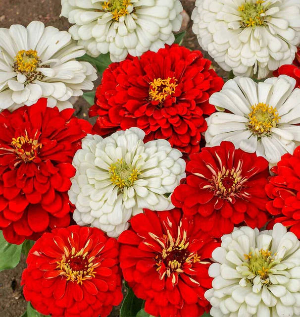 Zinnias - Oh, Canada!