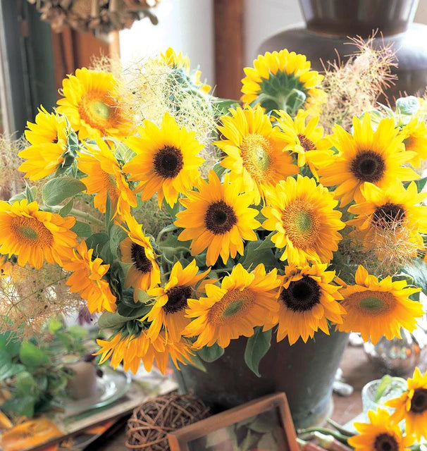 Sunflowers - Sunrich Sunflower Blend