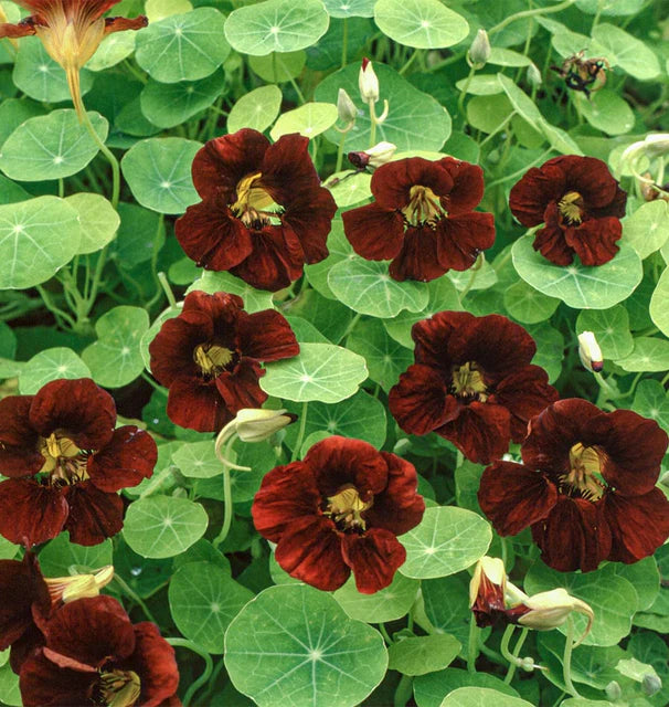 Nasturtiums - Black Velvet