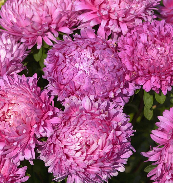 China Aster - King Size Rose