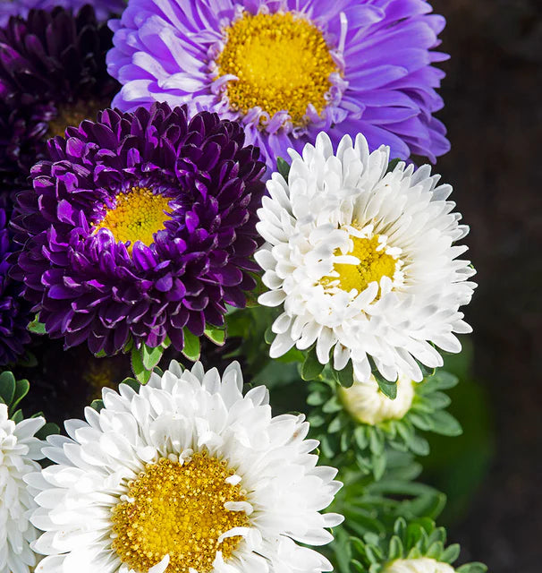 China Aster - The Blues Mix