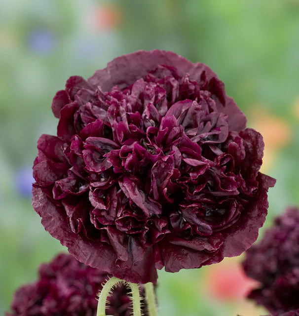 Poppies - Black Peony