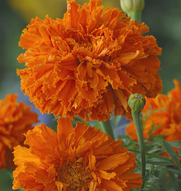 Marigolds Kees' Orange