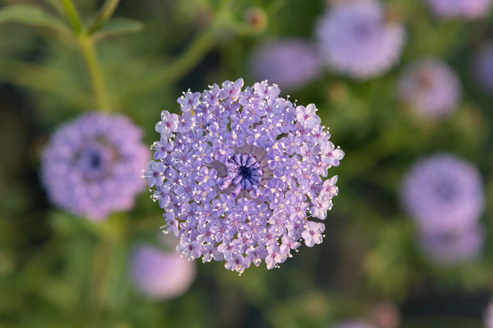 Didiscus - Lace Blue