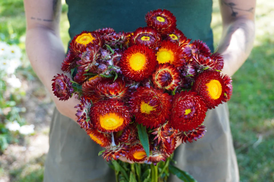 Strawflower - Copper Red
