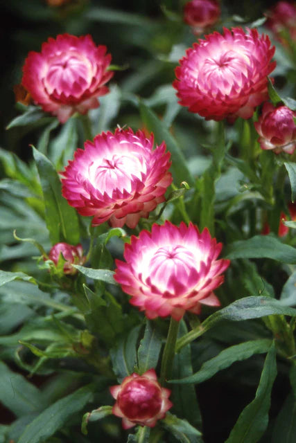 Strawflower - Bright Rose