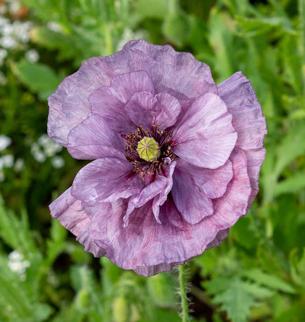 Poppies - Amazing Grey
