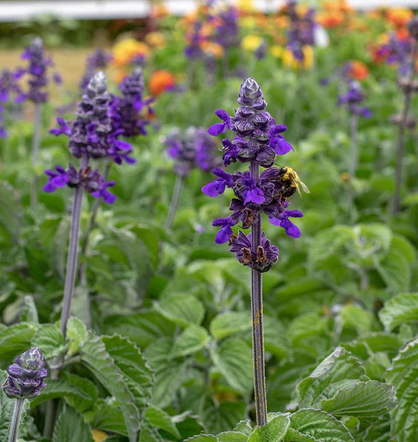 Salvia - Big Blue Salvia