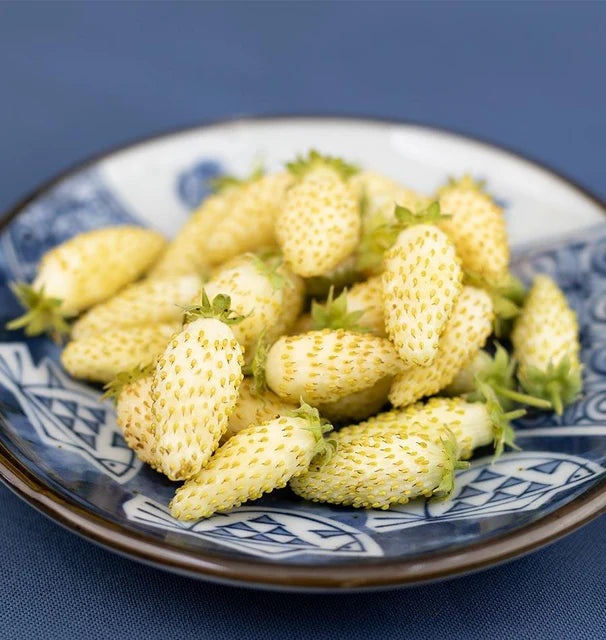 Strawberry - Yellow Wonder