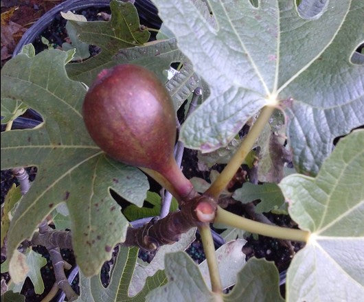 Ficus carica 'Texas Everbearing'