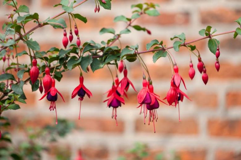 Fuchsia 'Riccartonii'