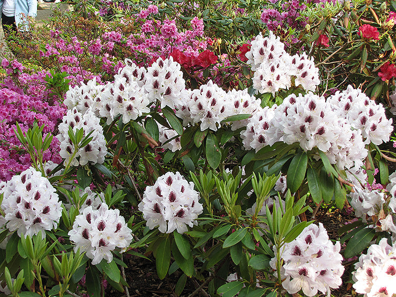 Rhododendron 'Sapporo'