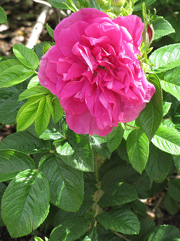 Rosa 'Hansa'