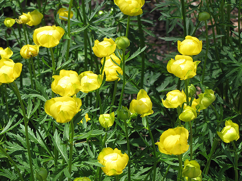 Trollius europaeus