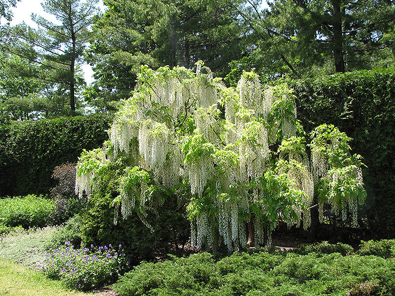 Wisteria floribunda 'Longissima Alba'