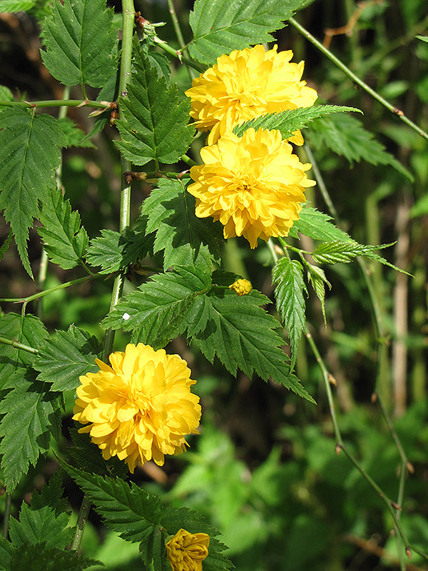 Kerria japonica 'Pleniflora'