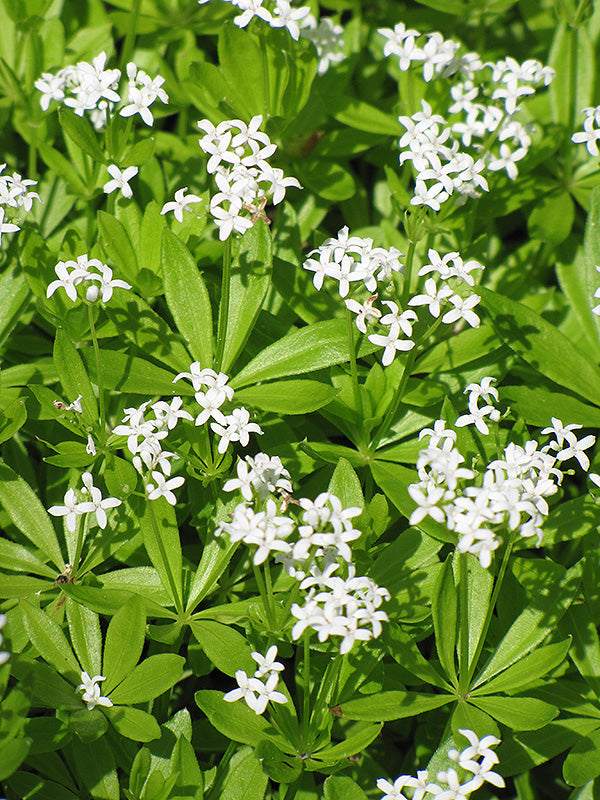 Galium odoratum
