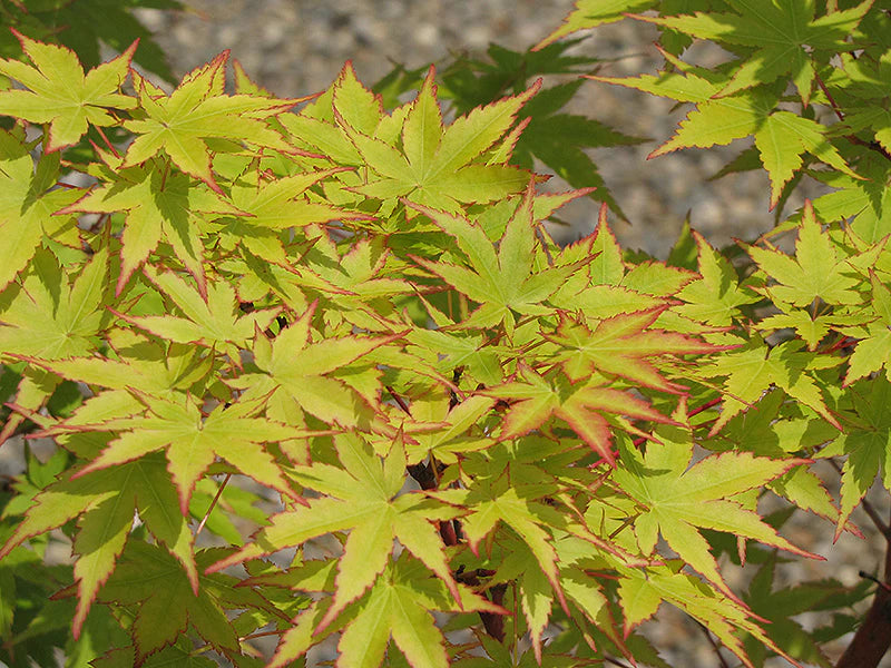 Acer palmatum 'Sango Kaku'