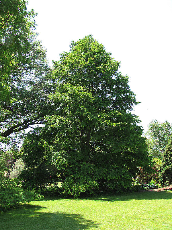 Cercidiphyllum japonicum