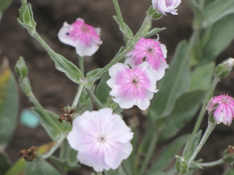 Lychnis coronaria 'Angel's Blush'