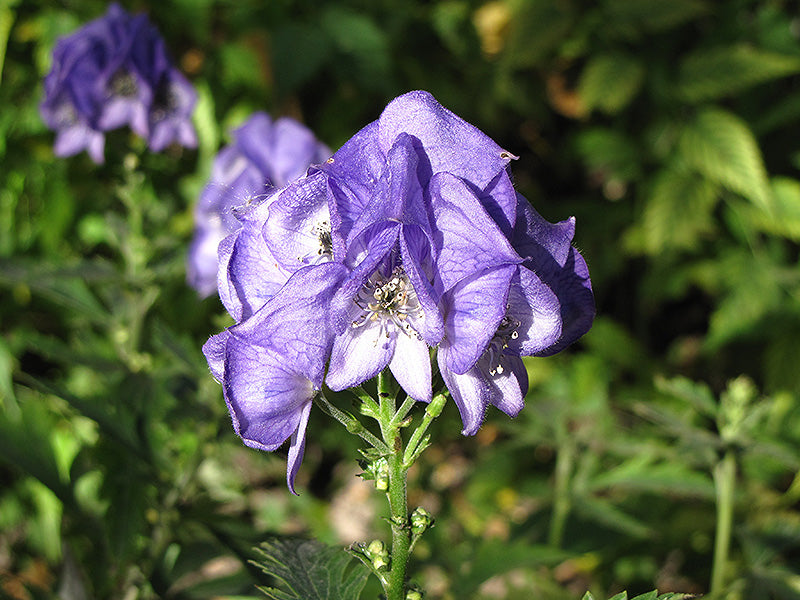 Aconitum 'Arendsii'