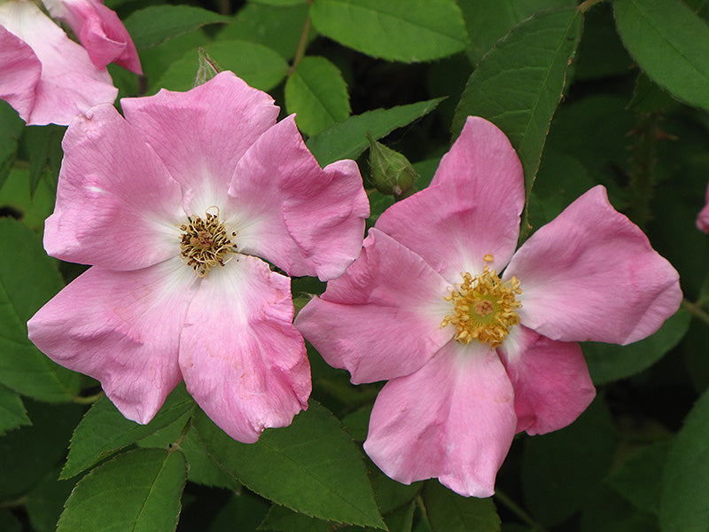 Rosa rugosa