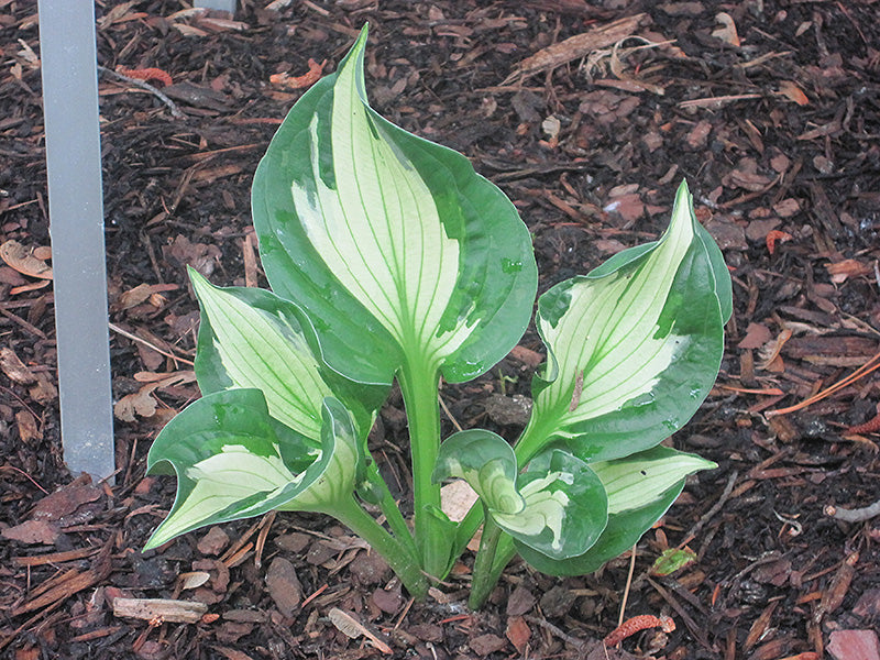 Hosta 'Whirlwind'