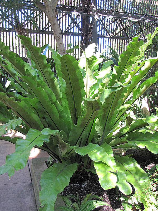 Asplenium nidus