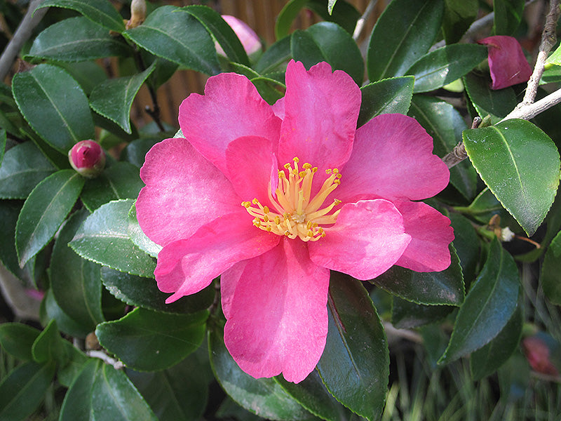 Camellia Sasanqua