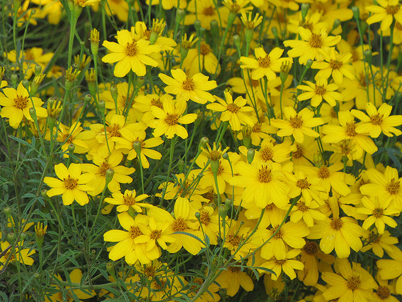 Coreopsis verticillata 'Zagreb'