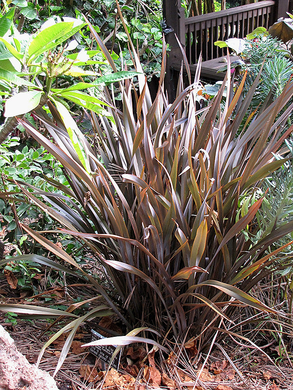 Phormium tenax 'Platt's Black'