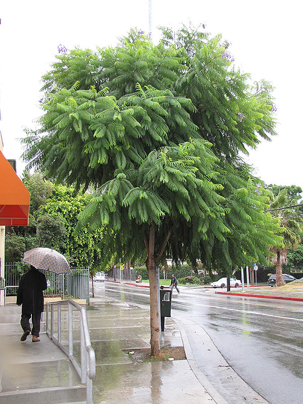 Jacaranda mimosifolia