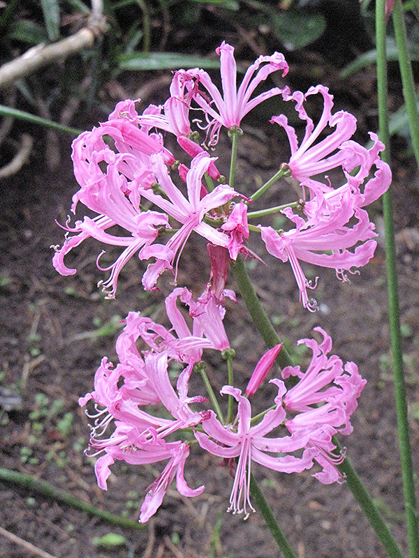 Nerine Bowdenii