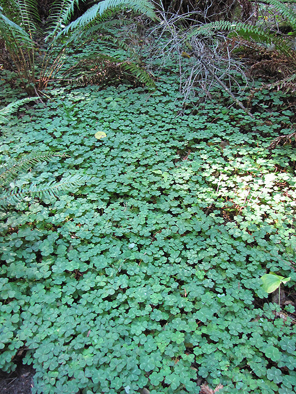 Oxalis oregana