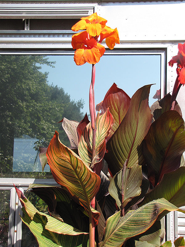Canna 'Durban'