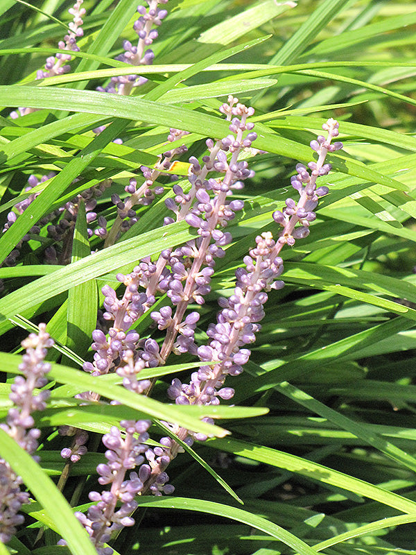 Liriope spicata
