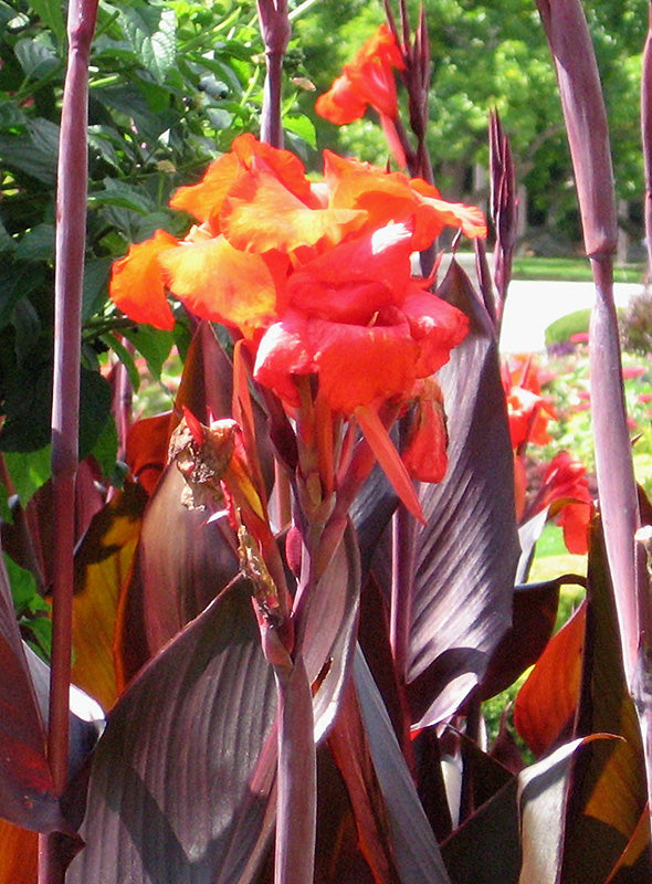 Canna 'Red King Humbert'