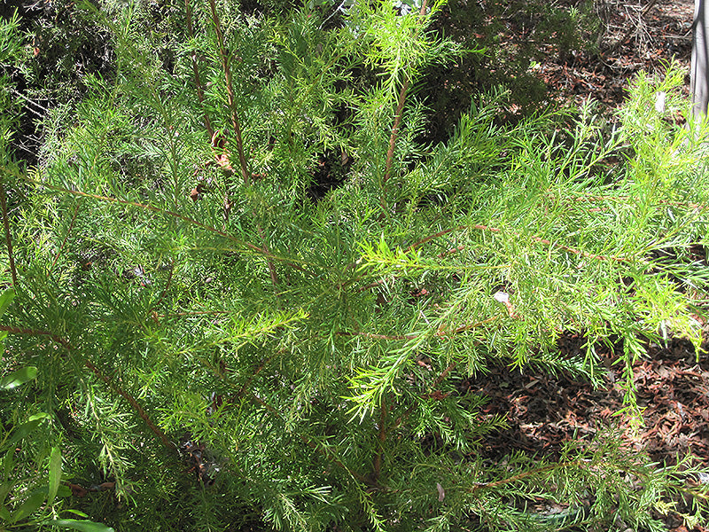 Grevillea 'Canberra Gem'