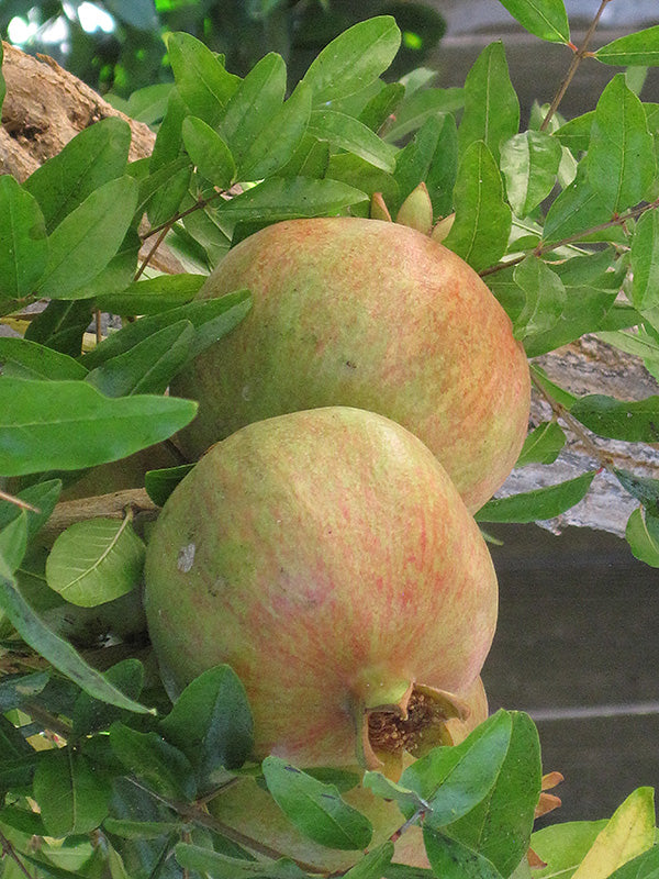 Pomegranate-Punica granatum 'Wonderful'