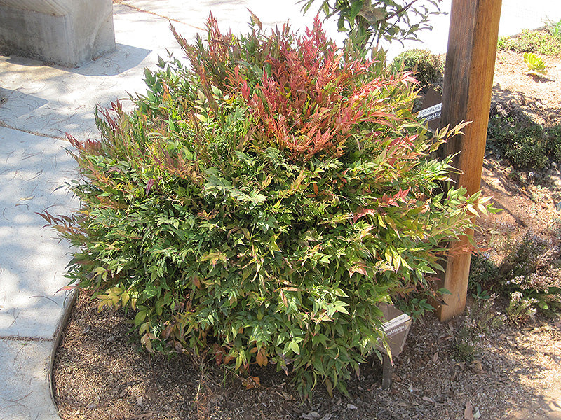 Nandina 'Harbour Dwarf'