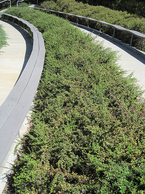 Cotoneaster dammeri