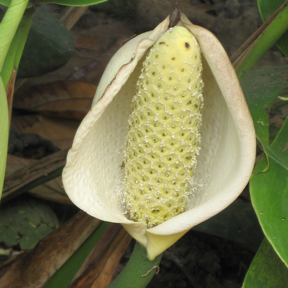 Monstera delicosa